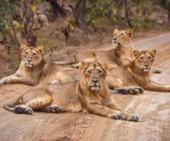 Gir National Park Tour Package | Gir Tour Packages