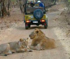 Wildlife Safari In Sasan Gir | Wildlife Tours 6 Days 7 Night In Sasan Gir