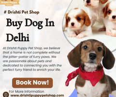 Buy Dog In Delhi | Dog For Sale In Delhi | Drishti Puppy Pet Shop