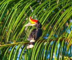 Birding In India | Bird Watching Tour India