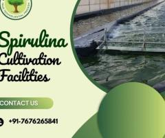 Spirulina Cultivation | Sustainable Farming for Quality Spirulina