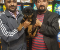 Puppies & Dogs for Sale Lucknow