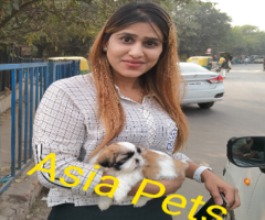 Dogs for Sale Ghaziabad