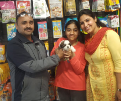 Puppies & Dogs for Sale Lucknow